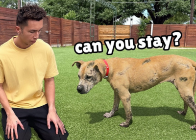 Houston Humane Society | YouTube Rescuers Visit Houston Humane Society to Help Shelter Dogs