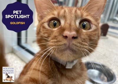 Houston Humane Society | Goldfish