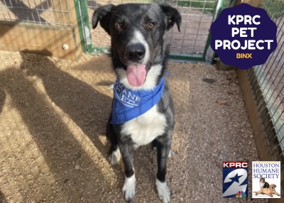 Houston Humane Society | Goose