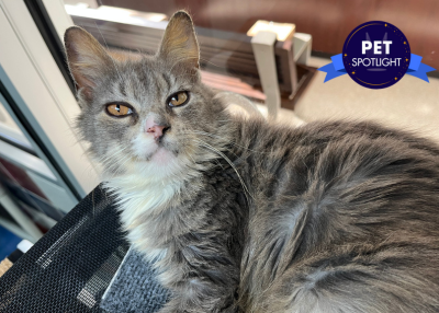 Houston Humane Society | Granny