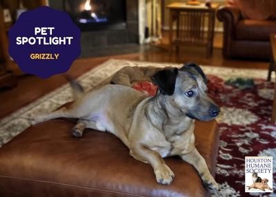 Houston Humane Society | Grizzly