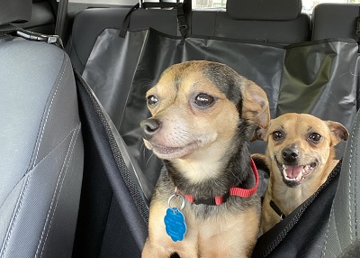 Houston Humane Society | Happy Tail Gypsy and Ozzy