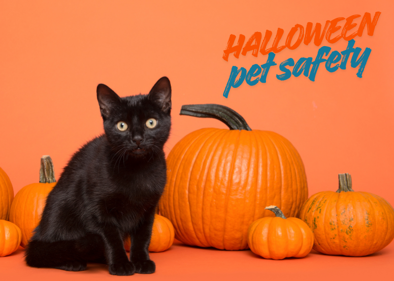 Houston Humane Society | KRBE Interview: Dr. Tony Malone on Halloween Pet Safety