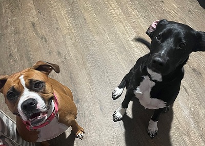Houston Humane Society | Happy Tail Happy