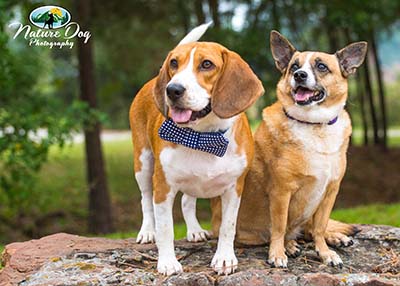 Houston Humane Society | Happy Tail Athena and Bambo