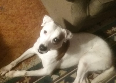Houston Humane Society | Happy Tail BB