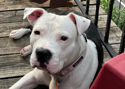 Houston Humane Society | Happy Tail Harriet