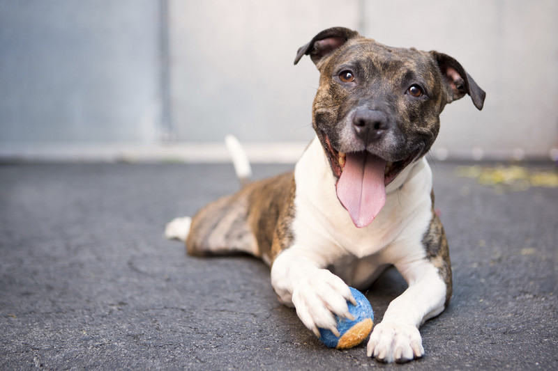 Houston Humane Society | Big Wins (and a Few Misses) for Texas Animals This Legislative Session