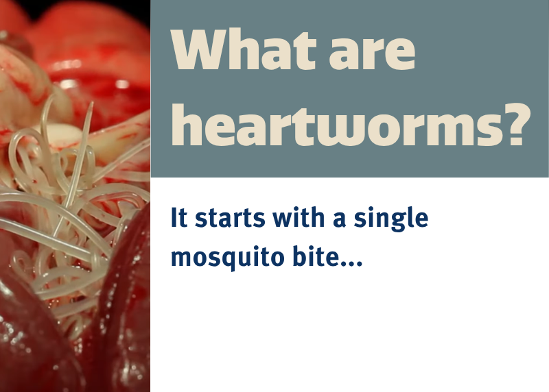 Houston Humane Society | Heartworm Awareness Month: Protecting the Heart of Your Pet