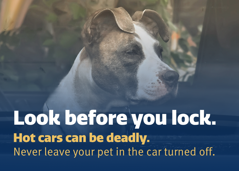 Houston Humane Society | PSA: Protect Your Pets from the Summer Heat