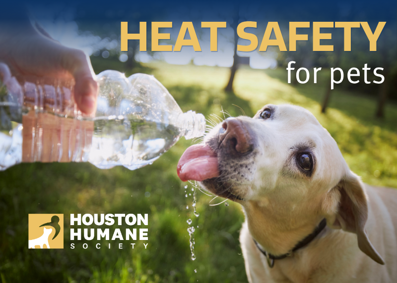 Houston Humane Society | Beat the Texas Heat: Summer Safety Tips for Pets