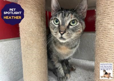 Houston Humane Society | Heather