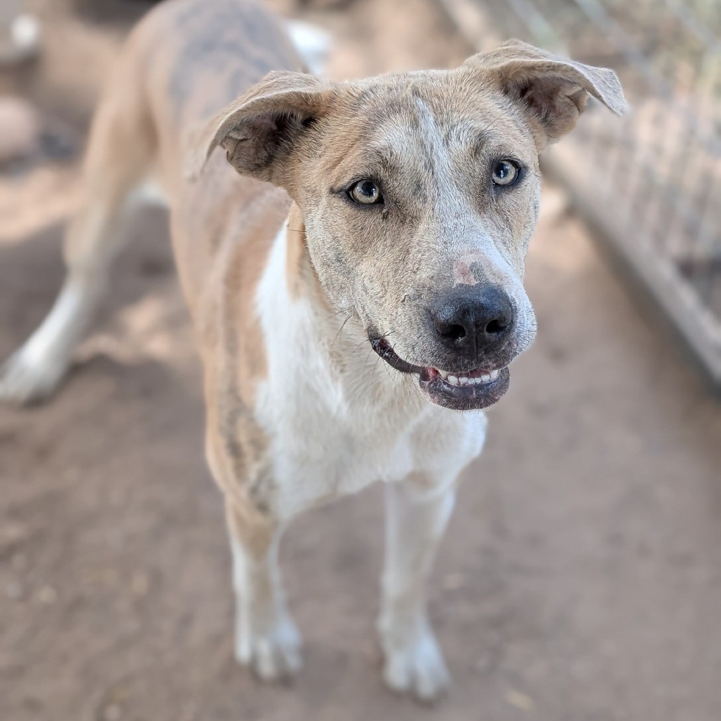 Helen, a brindle and white American Staffordshire terrier mix