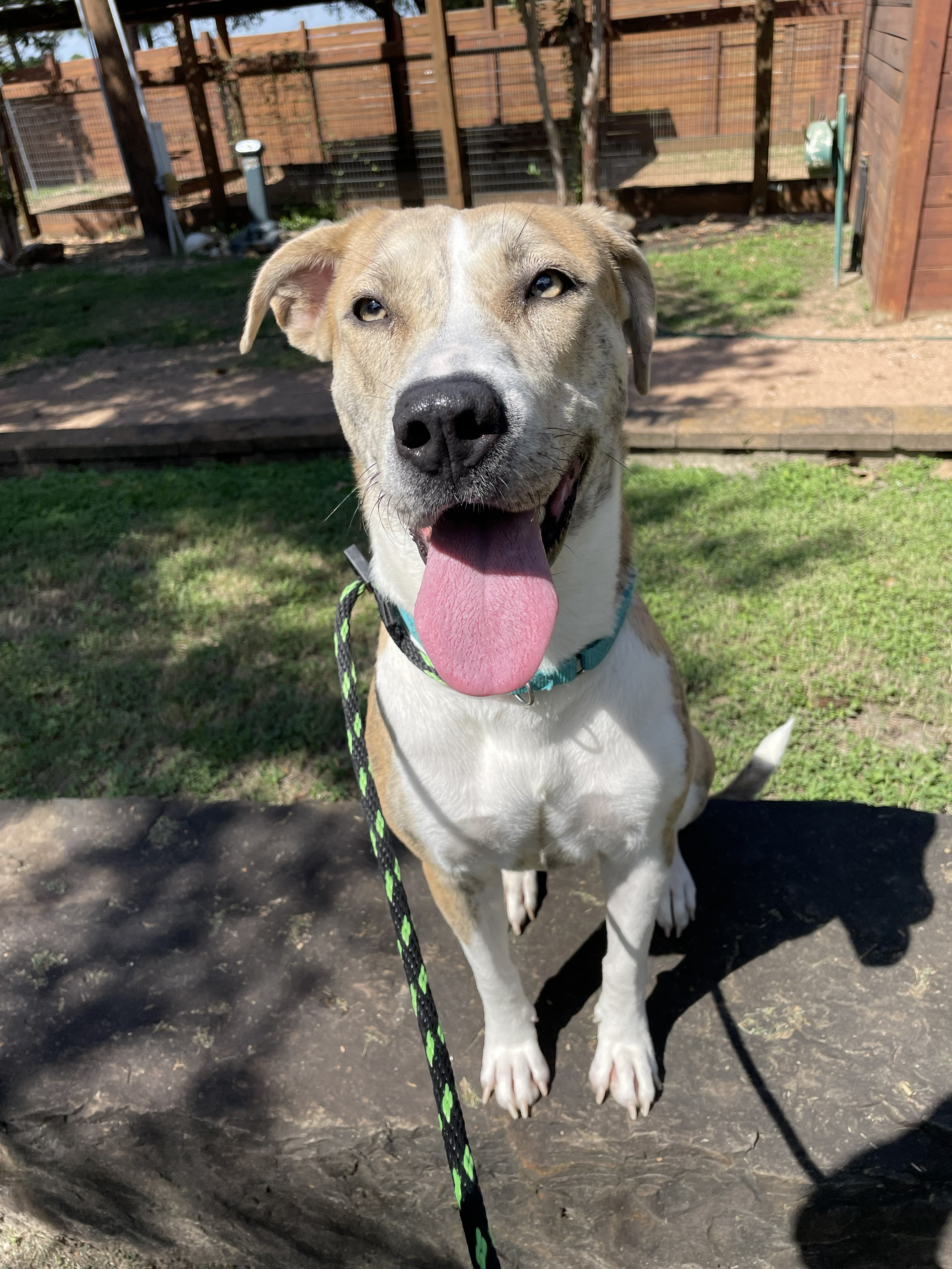 Helen, a brindle and white American Staffordshire terrier mix