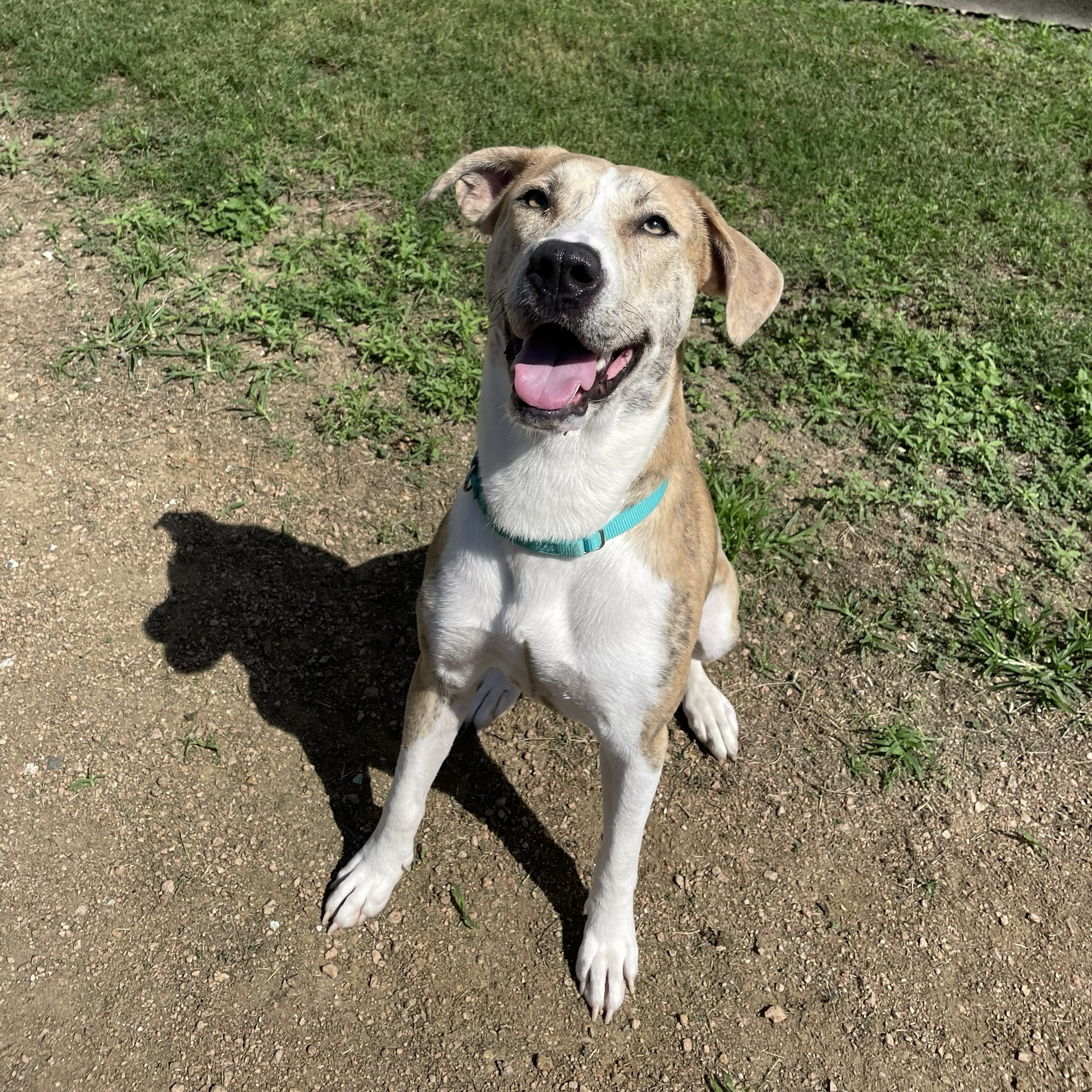 Helen, a brindle and white American Staffordshire terrier mix