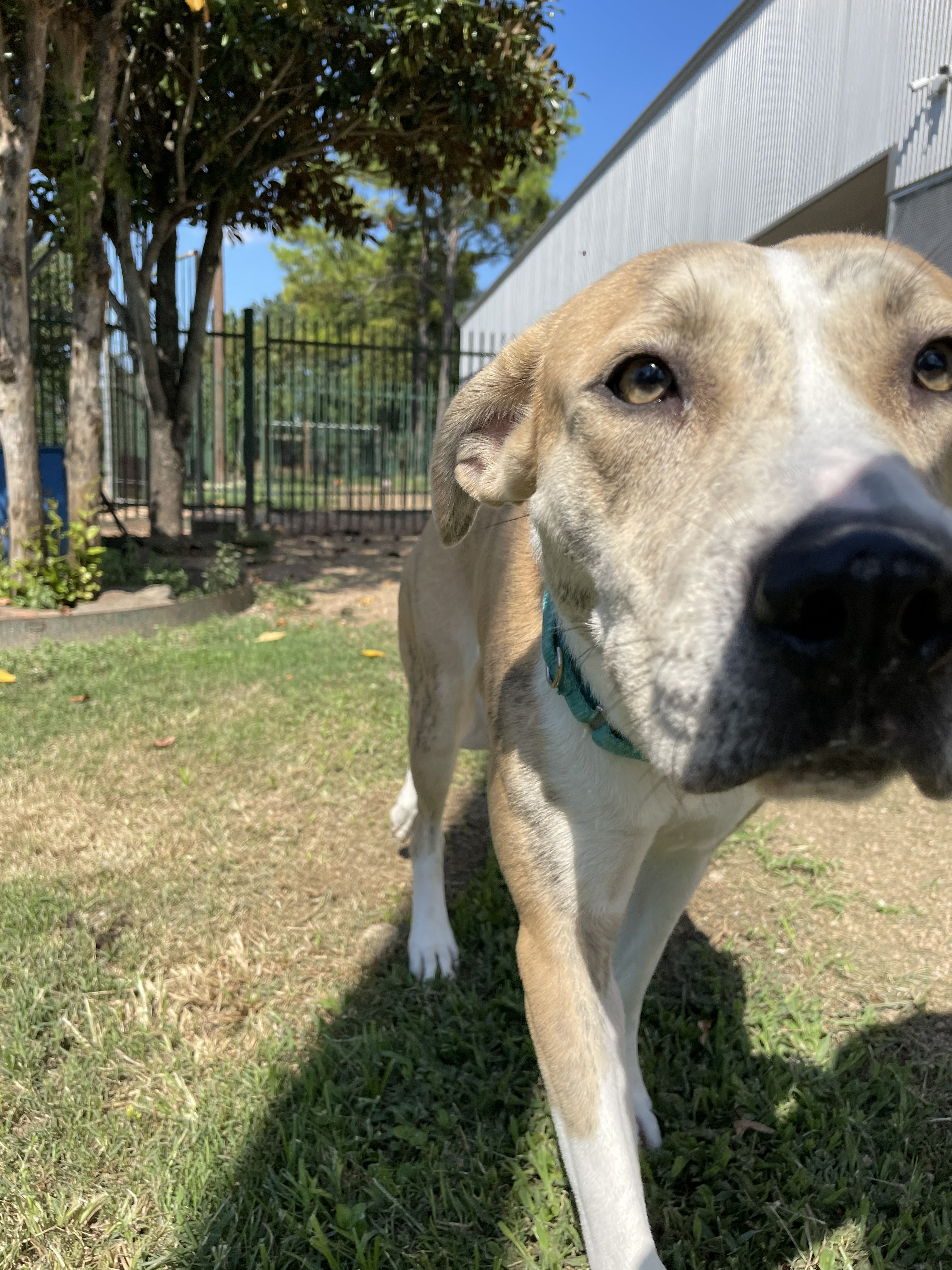 Helen, a brindle and white American Staffordshire terrier mix