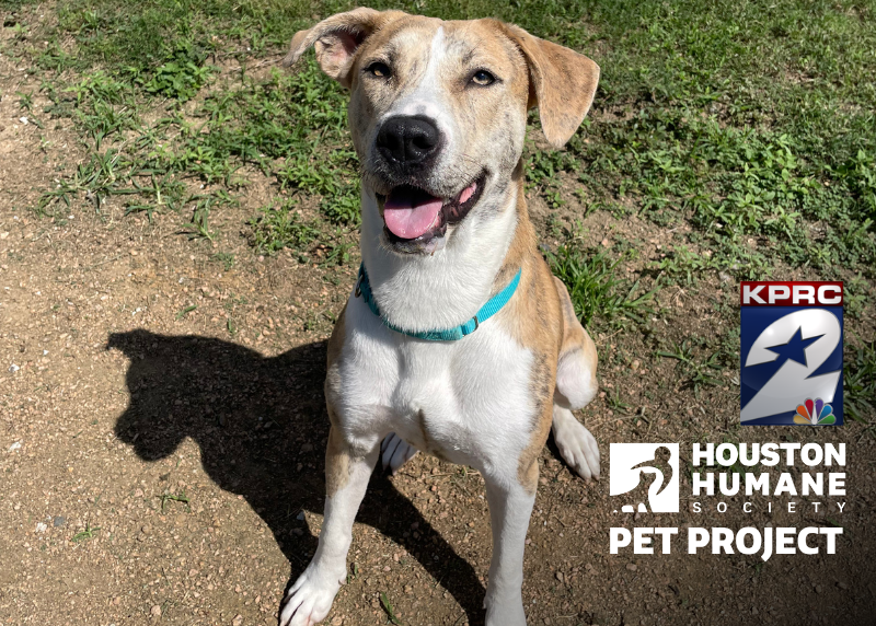 Houston Humane Society | Helen