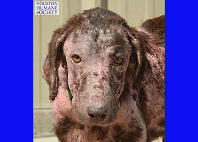 Houston Humane Society | Help Bella