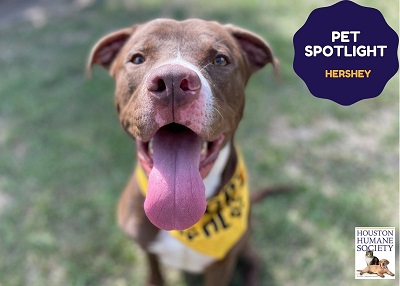 Houston Humane Society | Hershey