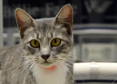Houston Humane Society | Meet Molly
