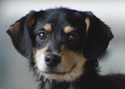 Houston Humane Society | Meet She-Ra