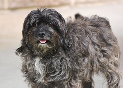 Houston Humane Society | How Stella Got Her Groove Back
