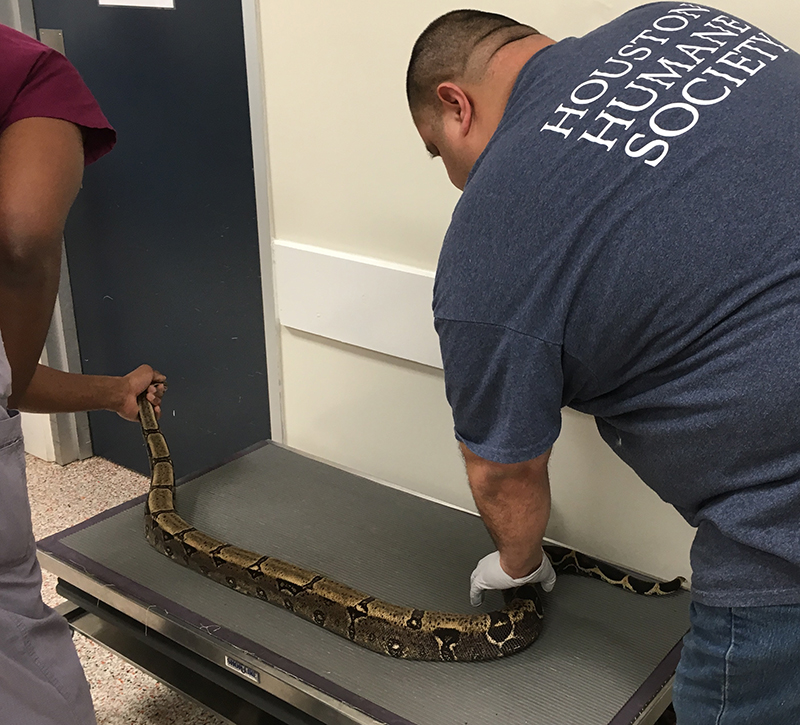 hhs-vet-team-weighing-5-foot-long-boa-at-time-of