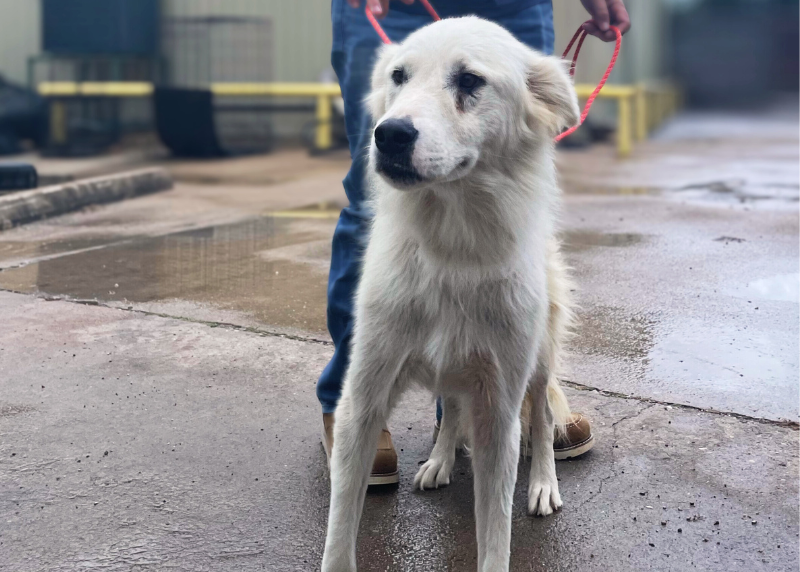 Houston Humane Society | Houston Humane Society Responds to Texas Flooding: How You Can Help