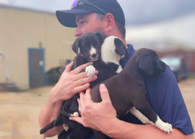 Houston Humane Society | Houston Humane Society Rescues 26 Dogs from Flood-Affected Central Texas Shelters
