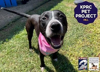 Houston Humane Society | Hill
