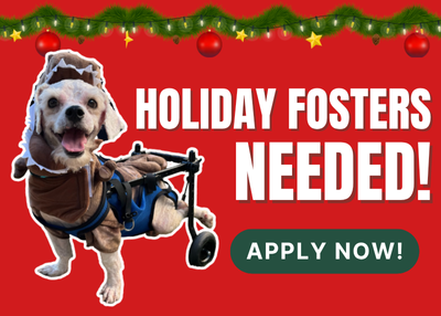 Houston Humane Society | Holiday Fosters Needed