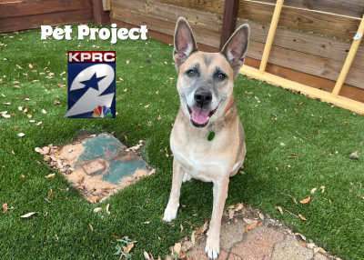 Houston Humane Society | Hollie