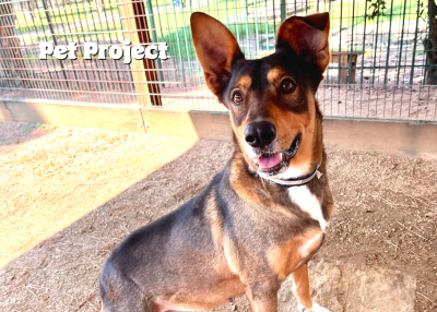 Houston Humane Society | Honey