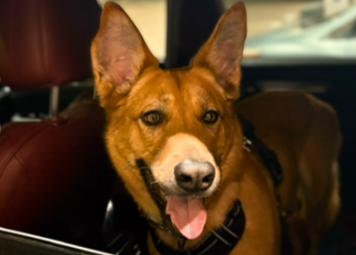 Houston Humane Society | Honey's Happy Tail