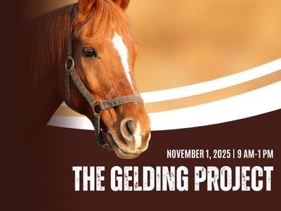Houston Humane Society | Equine Clinic Event: The Gelding Project