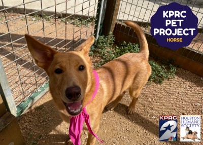 Houston Humane Society | Horse