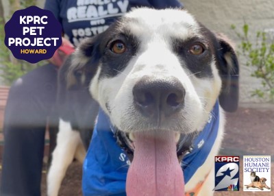 Houston Humane Society | Howard