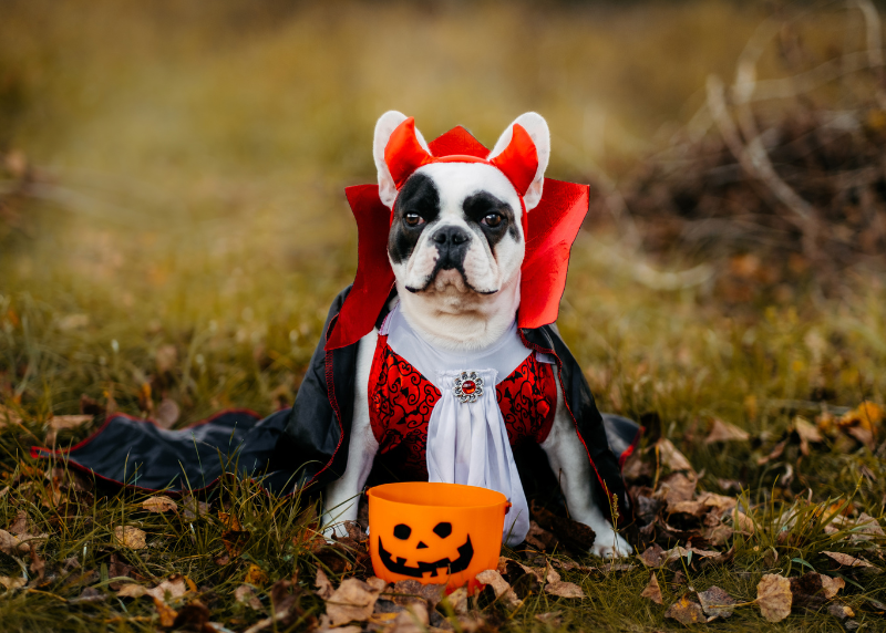 Houston Humane Society | Howl-o-ween Dog Parade and Costume Contest Presented by H-E-B