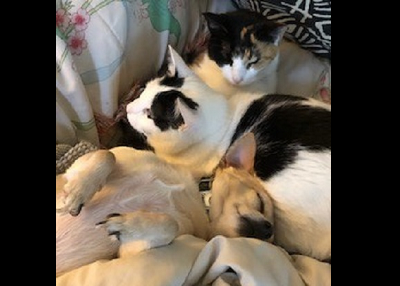 Houston Humane Society | Happy Tail Zenana, Sadie, and Eiren