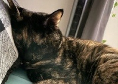 Houston Humane Society | Happy Tail Abigail