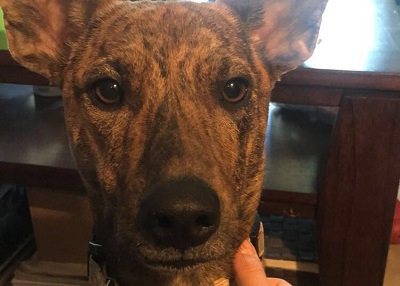 Houston Humane Society | Happy Tail Abu