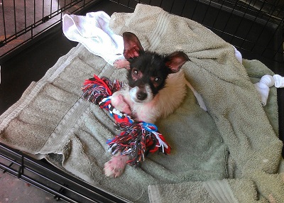 Houston Humane Society | Happy Tail Acadia