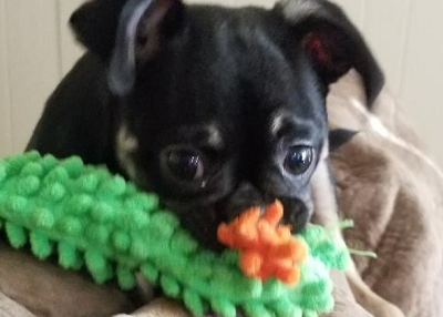 Houston Humane Society | Happy Tail Archie