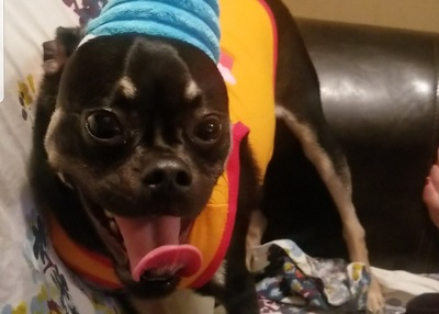 Houston Humane Society | Happy Tail Archie