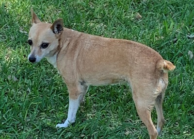 Houston Humane Society | Happy Tail Ashley