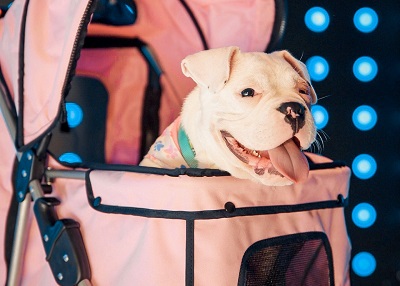 Houston Humane Society | Happy Tail Até
