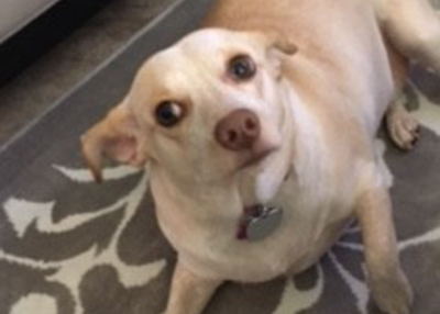 Houston Humane Society | Happy Tail Athena