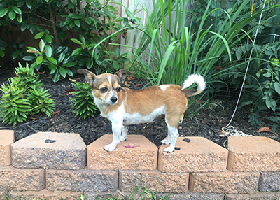 Houston Humane Society | Happy Tail Baby Girl