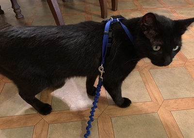 Houston Humane Society | Happy Tail Bagheera