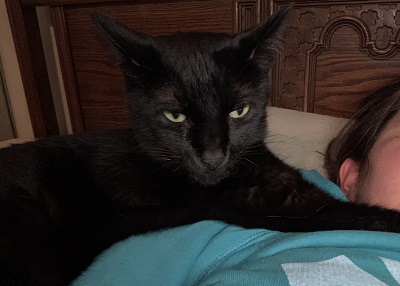 Houston Humane Society | Happy Tail Bagheera